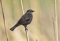 Tricolored Blackbird